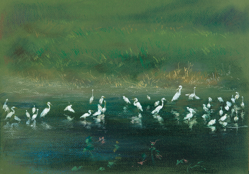 The Swamp . Egrets
