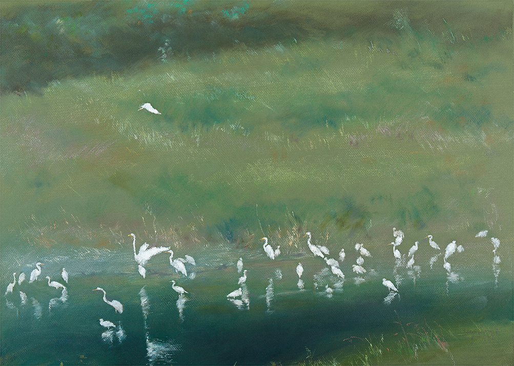 Southern Taiwan . Egrets