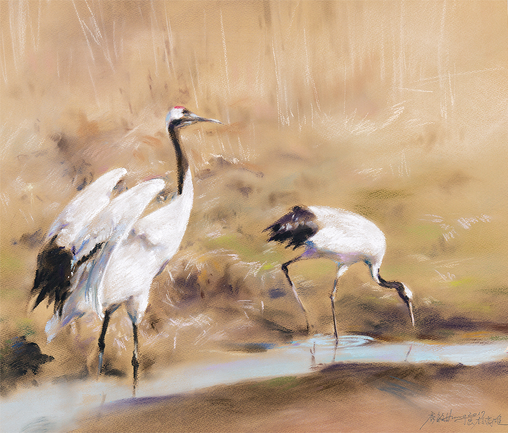 Red-Crowned Cranes